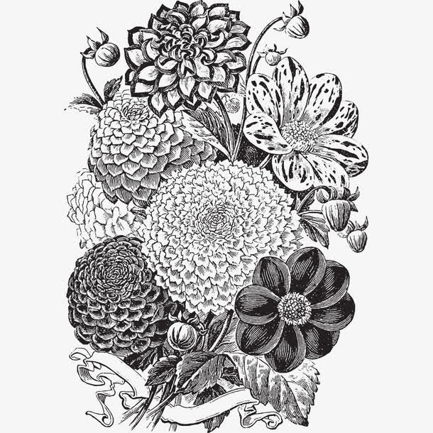 花卉黑白灰素描