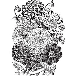 花卉黑白灰素描