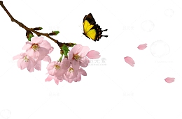 免扣盛开桃花