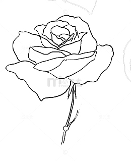 线描玫瑰花