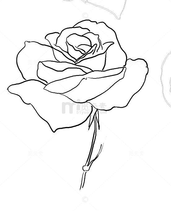 线描玫瑰花