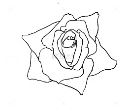 线描玫瑰花