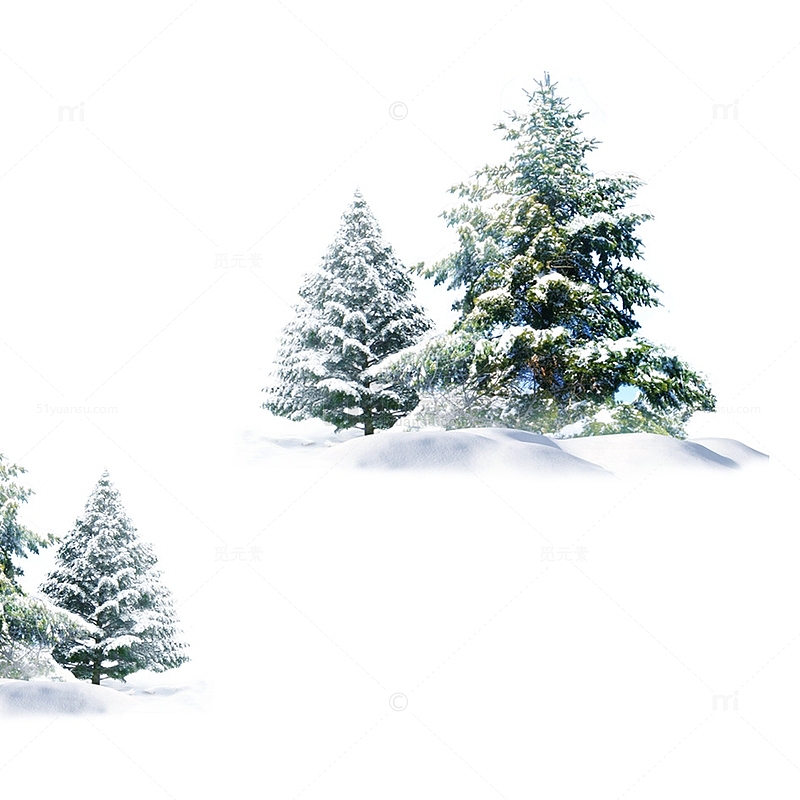 雪地松树