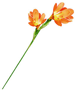 一支蝶恋花