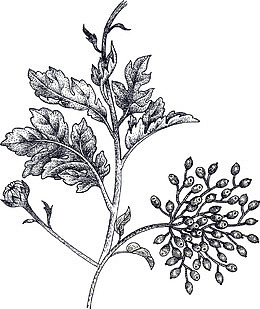 手绘线条素描菊花