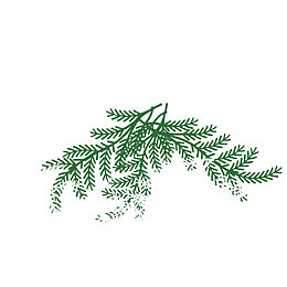 松柏树枝矢量素材