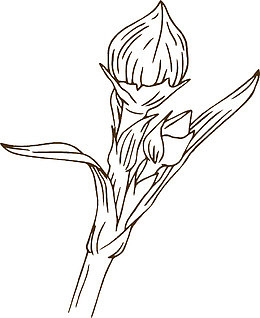 手绘白描枝芽花骨朵插图