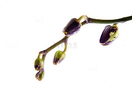 枝丫花苞