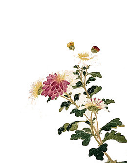 水墨菊花