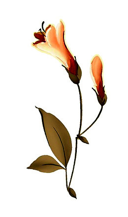 石榴花苞