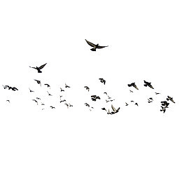 纷飞的成群结队的鸟群