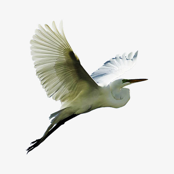 飞翔的鸟免抠素材免费下载_觅元素51yuansu.com