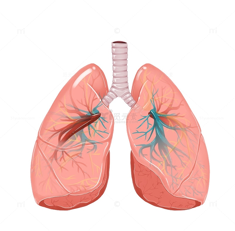 人体器官肺部免抠图
