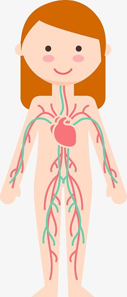 矢量消化系统指示图