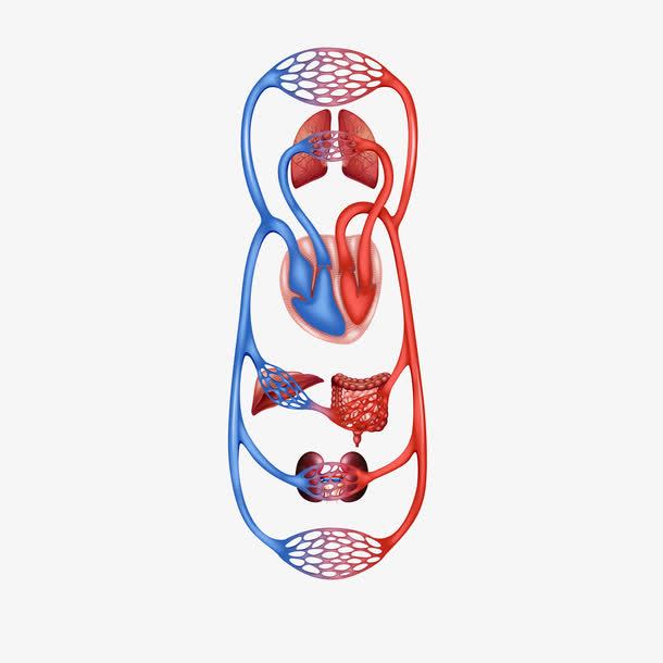 人体器官血管矢量图素材免费下载_觅元素