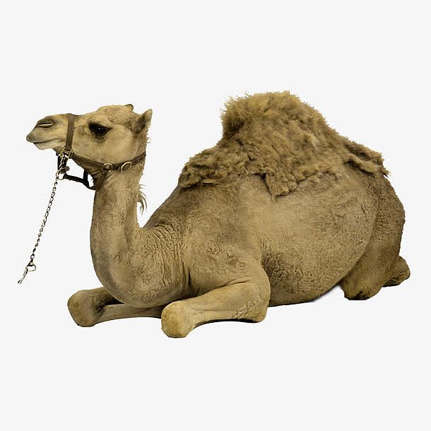 卧倒的棕色骆驼免抠图片