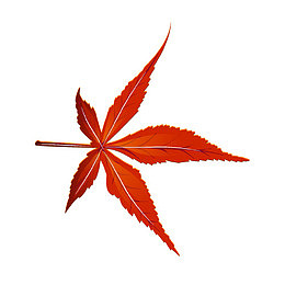 手绘红色枫叶