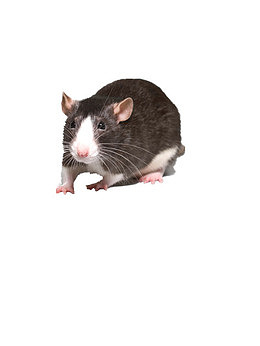 老鼠