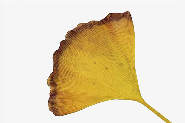 关键词 : 花纹,边框,黄色,植物,树叶,叶子纹路,叶面,叶子,一片银杏叶