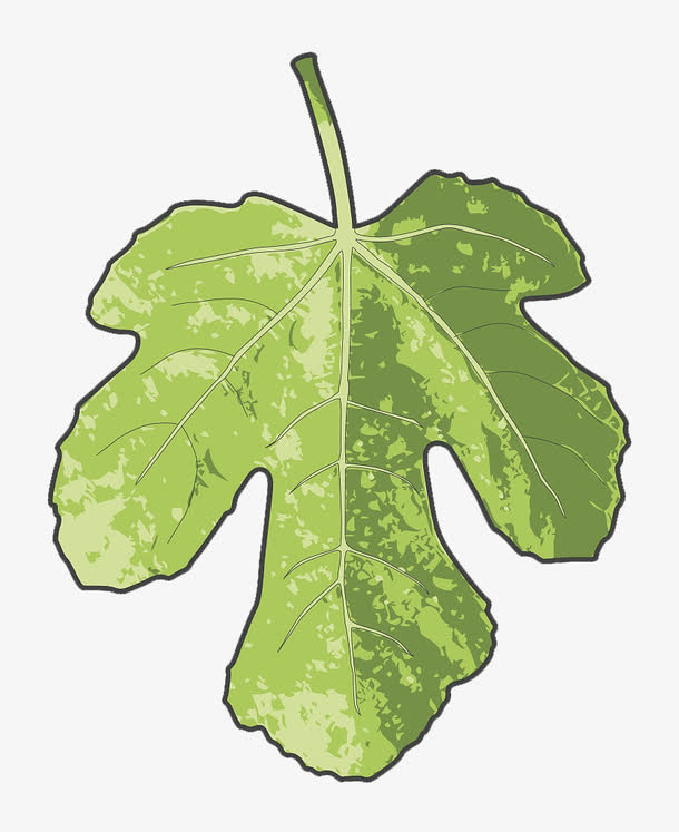 矢量一片无花果叶子
