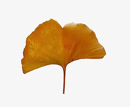 一片黄色树叶素材_一片黄色树叶图片元素-觅元素