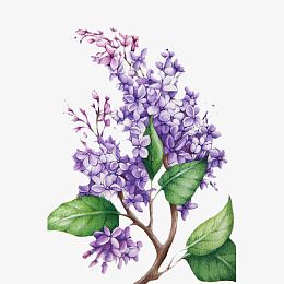 丁香花水彩插画pngpng手绘蓝色丁香花pngpng漂浮花pngpng手绘素描丁香