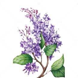 手绘彩铅画优雅紫丁香PNG