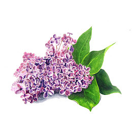 手绘唯美复古插画紫丁香免抠