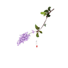 手绘中国风水彩丁香花枝条免抠