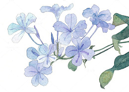 手绘蓝色丁香花