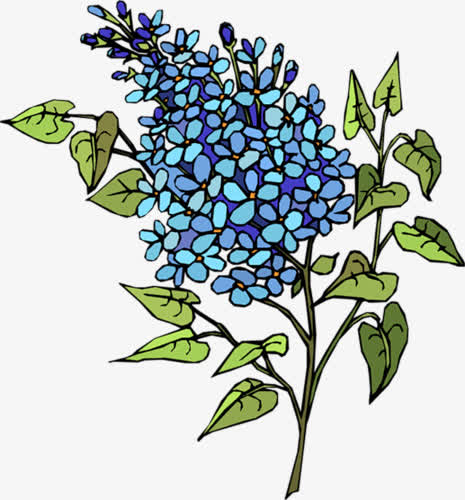 卡通手绘紫丁香花