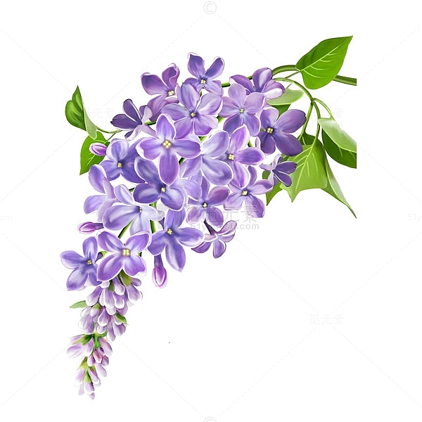 手绘立体紫丁香花卉装饰免抠