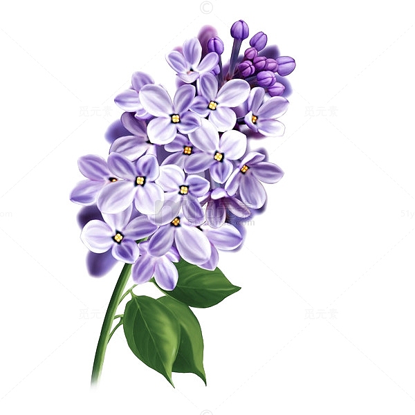 手绘唯美紫丁香植物插画免抠