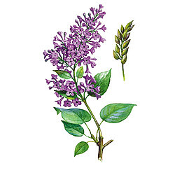 手绘紫丁香花卉插画免抠