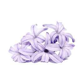 手绘浪漫紫色丁香花瓣装饰PNG