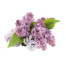 手绘浪漫紫丁香花簇PNG