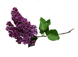 紫色丁香花