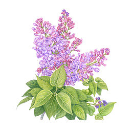 手绘紫丁香花簇设计PNG