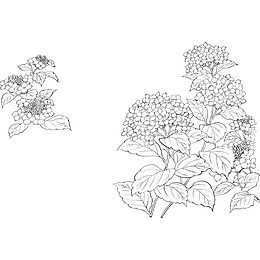 手绘素描丁香花簇插图PNG