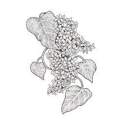 手绘黑色素描丁香花植物免抠