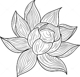 黑白丝网花