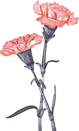 粉红丝网花