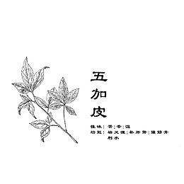 草本药材五加皮