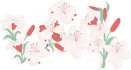 百合丝网花