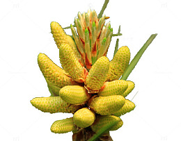 松花果子