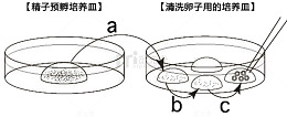胚胎培养皿