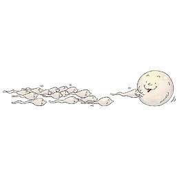 卡通精子和卵子受精