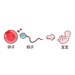 卡通精子和卵子插画