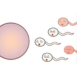 卡通精子游向卵子