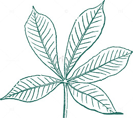 枫叶手绘